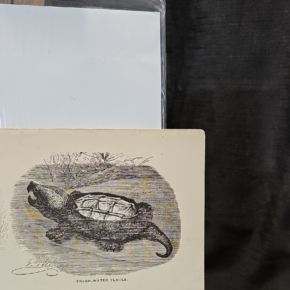 Reptile Illustration Book Prints From "Beasts And Birds In Pictures And Words" - Picture 5 of 7